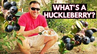 Flathead National Forest - What's a Huckleberry?