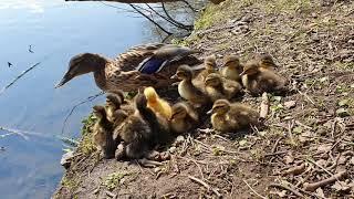 Duck takes her checks for swimming / Ente nimmt ihre Küken zum Schwimmen