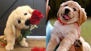 Funny and Cute golden retriever Puppies Compilation #1- Cutest Golden Puppy