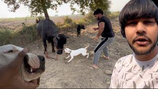 Pitbull ne khelte vkt kiya buffalo pe attack /dogo ko lg gyi scooty se chot //@kartikvlogs7335