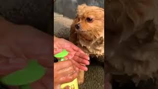 Cute and adorable dog || Katie is being bathed #shorts