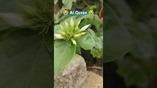 Al Quran #popularnaat #youtubeshort #shortsfeed #short youtube