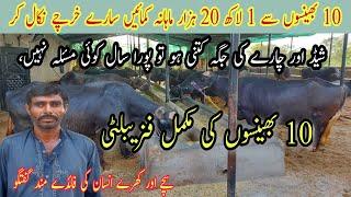 Buffalo Dairy Farming In Pakistan |10 Buffaloes 1 Lac 20 Thousand Monthly Income| Dairy Farming Tips