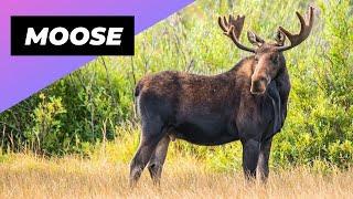 Moose  The Shocking Size of These Animals