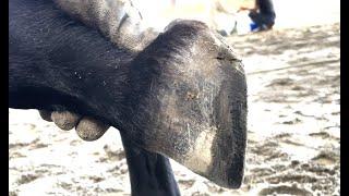 Hoof Care With Jerry Schmidt: First Trim Correcting High Heels