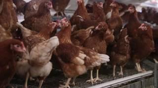 Freedom Food approves first UK Aviary System at Potters Poultry