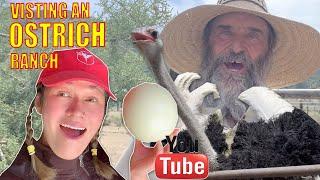 Everything you need to know about ostrich farming in usa and rising baby chicks