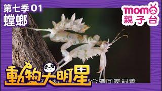 動物大明星 S7：EP 01【螳螂】認識動物｜自然生態｜魚類｜昆蟲｜海洋生物｜哺乳類｜兒童節目｜Animal big star｜第七季 第1集【親子台｜官方HD】momokids