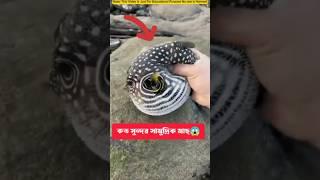 Strange sea fish। অদ্ভুত সামুদ্রিক মাছ। #facts #fish #tiktokvideo #strange #sea #fishing #shorts