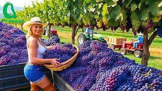 Amazing Fruit Harvesting & Processing: Grapes & Pomegranates for Explosive Flavor!