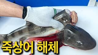 바다 위 최고 포식자? 이것도 회로 떠먹을 수 있다!