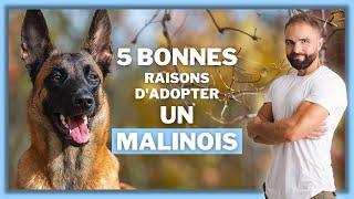 5 bonnes raisons d'adopter un Malinois !