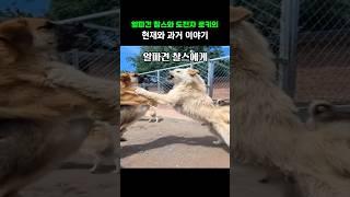 알파견 찰스와 도전자 로키의 현재와 과거 이야기