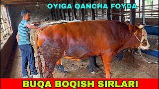 BUQA BOQISH SIRLARI QANCHA FOYDA BOR 1 OYDA