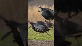 The BEST morning of turkey hunting EVER! #turkeyhunting #longbeard #gobbler