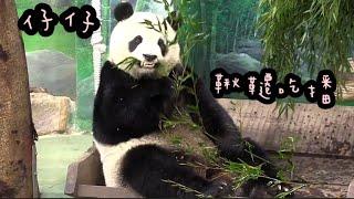 圓仔坐在鞦韆上，悠閒吃竹葉|熊貓貓熊The Giant Panda Yuan Yuan and Yuan Bao|台北市立動物園