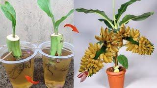 Best Idea growing Banana tree from banana fruit with water