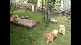 Шпицы на каникулах. Pomeranian spitz