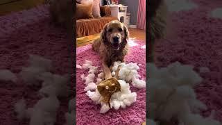 Funny dog