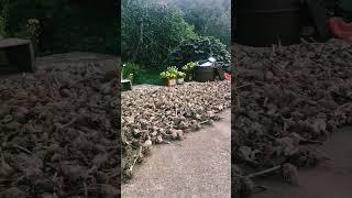 village #villagelife #nature #love #travel #ytshorts #tranding #uttarakhand #lahsun #pahadi