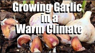 How to Grow Garlic - Plus Tips for Growing it in a Warm Climate