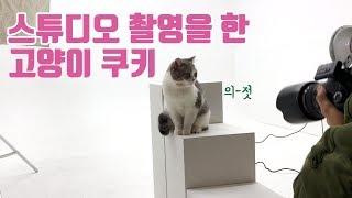 (*Sub) 스튜디오 촬영을 한 고양이 쿠키 / 츄르로 쉬는시간을 보낸 모델 / a cat in a studio /  スタジオの撮影をした猫