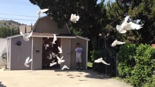 Very Very Large Dove Release