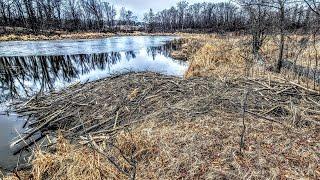 Trapping One of the BIGGEST Bank Lodges I've EVER Seen!