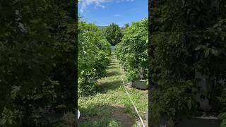 These 100 aeroponic towers have grown into a forest of Scotch Bonnet peppers! #jamaica #farming
