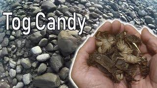 How to Catch Crabs for Blackfish and other Bottom Fishing Ep. 105