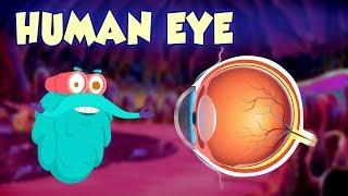 Human Eye - The Dr. Binocs Show | Best Learning Videos For Kids | Peekaboo Kidz