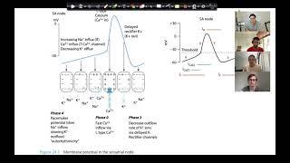 S1E2 Adrenaline Memories 2016B2 Cardiac Action Potentials