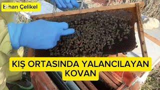 Aralık ayında Yalancılayan kovana müdehale #arıcılık