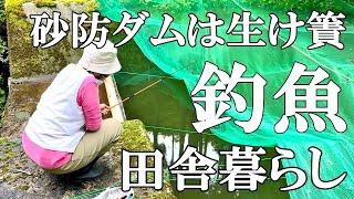 【魚釣り】砂防ダムで初めてのアマゴヤマメ釣り  ダム湖散策で思わぬ収穫物  朝の気温が12度！猫の冬仕度 茄子の甘酢漬け  自然豊かな山奥暮らしの日々｜村暮らし｜移住｜料理【標高800mの田舎暮らし】