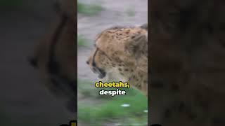 The SAD TRUTH about Cheetahs …. You Won’t Believe This