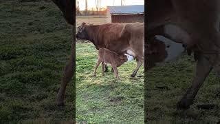 Heartwarming Moments with Our Newborn Farm Babies!