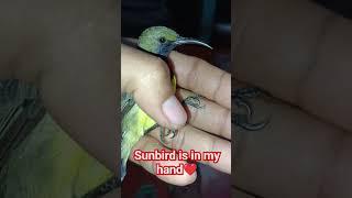 #sunbird #friendly bird