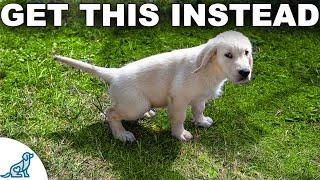 STOP Puppy Potty Accidents FAST! Everything You NEED To Know!