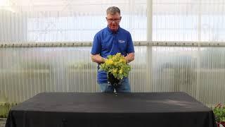TERRA NOVA® Nurseries, Inc. - Corydalis 'Crazy Canary'