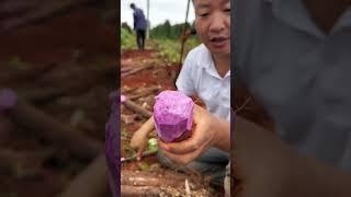 Amazing Harvesting Big Potato On the farm amazing #farming #potato #shortvideo