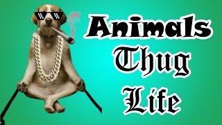 Animals Thug Life| Funny Animals| Wasted| Busted| Dogs| Cats| Comedy Videos| Funny Videos|2020