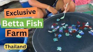 Largest Betta Fish Farm in Thailand !!! See How They Breed Them.