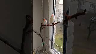 Але то є такі файні двоє, білі амадини️️ #birds #zebrafinch #птахи #pets