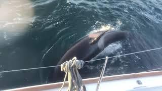 Lagoon 450 Attacked by Orcas (killer whales) off the Portuguese Coast