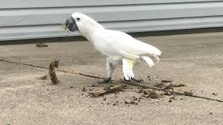 Cockatoo helps out by cleaning out the trenches in the driveway