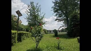 Parcul Pădurice (Arad)  Pădurice Park (Arad)