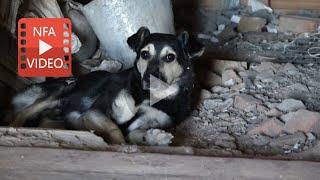 A message from our Executive Director (Part 1): Animals dying in Ukraine as death rains from above.