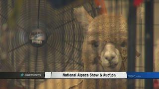 National Alpaca Show & Auction