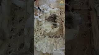 Carpet Scraping & Rinsing | Satisfying  rug cleaning  #satisfying #carpetcleaning #shorts