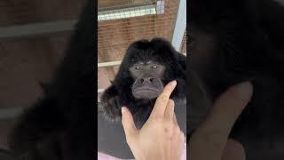 Falcore has such an adorable face #howlermonkey #monkey #zoo #tgrexotics #primate #animals #fyp